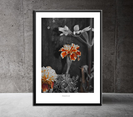 Plakat 50 x 70 cm no. 1 Tekst: Flowers for you!