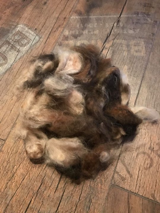 1 stk Personlig krus med uld fra din hund.